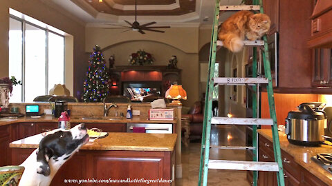 Vocal Great Dane advises cat how to climb down ladder