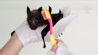 Cute Baby Bat Really Loves Getting Brushed