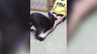 A Dog Smells A Woman's Lotion And Rolls Around Her Legs