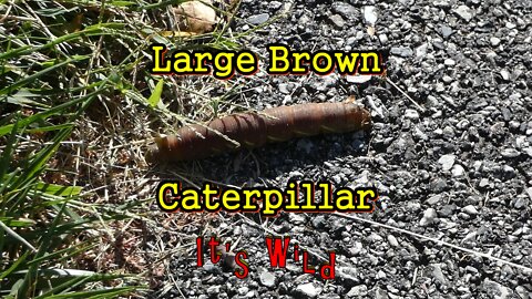 Large Brown Caterpillar
