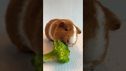 Guinea Pig Chewing Broccoli