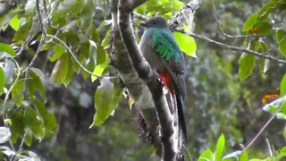 The Wind in the Trees with humming bird