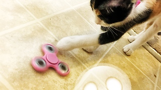 Kittens fascinated by mysterious toy