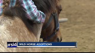 Mustang Heritage Foundation auctioning wild horses