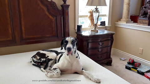 Great Dane Watches Funny Cat Play With the Bedroom Blinds