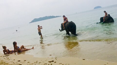 Baby Elephants on the Beach in Koh Chang Thailand