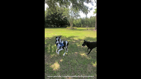 Great Danes Have Fun Playing Pass The Package Zoomie Games