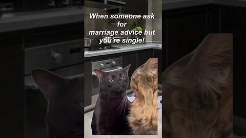 Marriage Advice Meme Funny Cat Meme #shorts #Viral