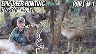 Deer Hunting Bonanza Part # 1 || EPIC Deer Hunt || Fallow & Red Deer Rut || 30-06 Rifle || Stalking
