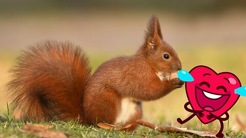 man freaks out as squirrel jumps out of bin -very funny