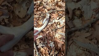 #1 Tip to Find more Shed Antlers!