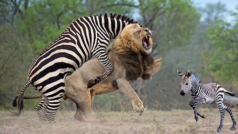 Too Brave! Powerful Mother Zebra Come To Rescue Poor Baby Zebra Escapes Lions