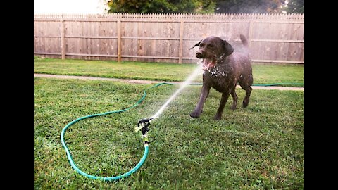 Funny Dog loves to play with the sprinkler