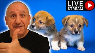 Puppy Training Basics For All Breeds Of Dogs