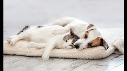 How to train your dog to leave your cat alone - How to train your dog and cat to get along