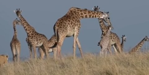 “Epic Showdown: Lioness vs. Giraffe in a Fight for Survival”