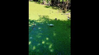 Corkscrew Swamp Sanctuary, Fl