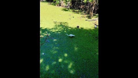 Corkscrew Swamp Sanctuary, Fl