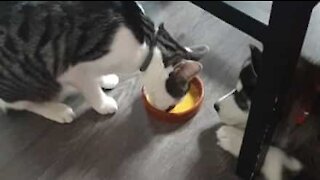 Cat and dog fight over bowl of food