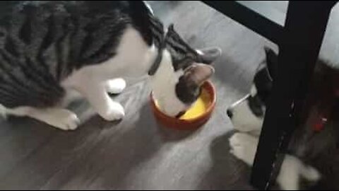 Cat and dog fight over bowl of food