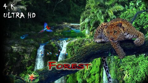 Forest 4K Nature Relaxation Film | Relaxing Music | Nature Sounds of Jungle, Rainforest | Landscape