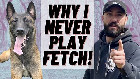 WHY I NEVER PLAY FETCH! I DO THIS INSTEAD! BELGIAN MALINOIS TRAINING!