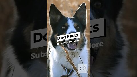 Dog Facts - I Bet You Don't Know 🐶🐩🐕 #dogs #doglovers #dogfacts #dogsofinstagram #dogshorts #shorts