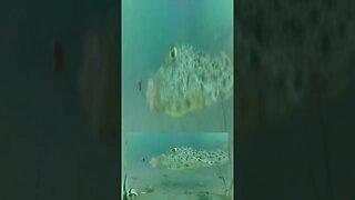 Puffer fish on underwater camera