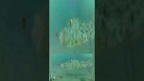 Puffer fish on underwater camera