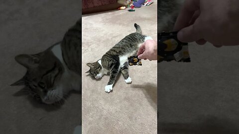 Cat Playing with a Catnip Pouch
