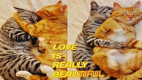 The deep love cats have for their companions fascinates me🥰 Cats love🥰