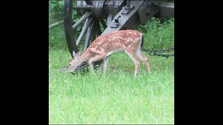 deer beneath a cannon