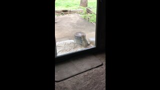 Squirrel opening a popcorn tin where we store bird seed.