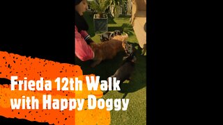 Frieda 12th Walk with Happy Doggy