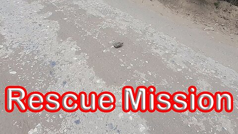 A rescue mission to save a tiny tortoise! S1 – Ep 21 Part 1 of 2