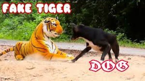 Fake Tiger Prank On Dog!!! So Funny Video Pranks 😂😂