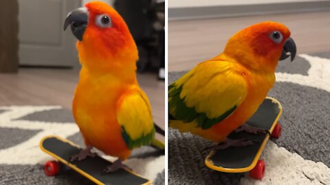 Parrot Loves To Dance On Top Of His Tiny Skateboard