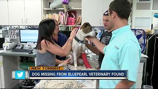 Dog with cancer that escaped from BluePearl hospital has been found