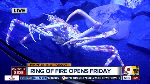 'Mysterious' Ring of Fire exhibit opening at the Newport Aquarium this week