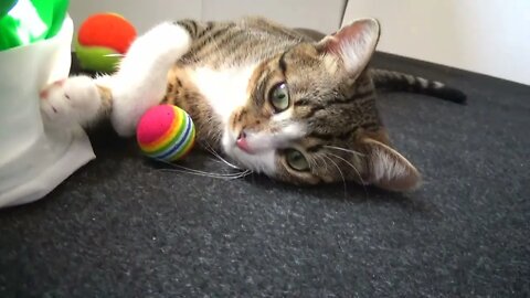 Small Cat Plays With a Ball