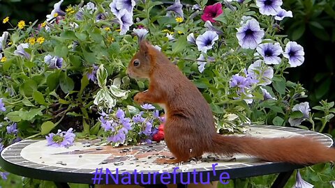 Flowers and birds Rose and others flowers | $ Amazon prime |Amazing seen #naturefuture