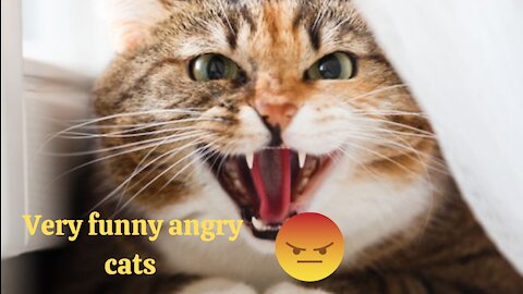 Angry cat very funny completion 😂|| Try not to laugh