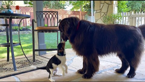 Newfoundland And Cavalier Spaniel Puppy Adorably Play Together