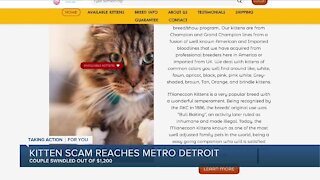 Kitten scam reaches metro Detroit