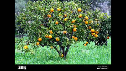 ❤️❤️❤️ green orang tree...oman ❤️❤️❤️