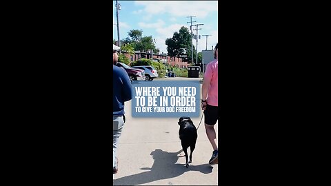 Where You Need To Be In Order To Give Your Dog Freedom