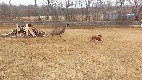 An Unlikely Friendship Between A Dog And An Emu