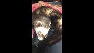 VIDEO: French fry-eating ferret rescued in California