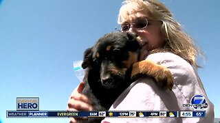 7Everyday Hero: Full-time teacher helps dogs in need find the good life in Colorado