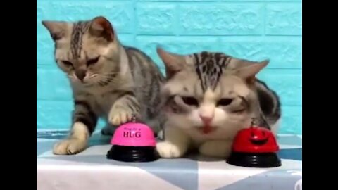 Cute cats dont stop ringing the bell to get food